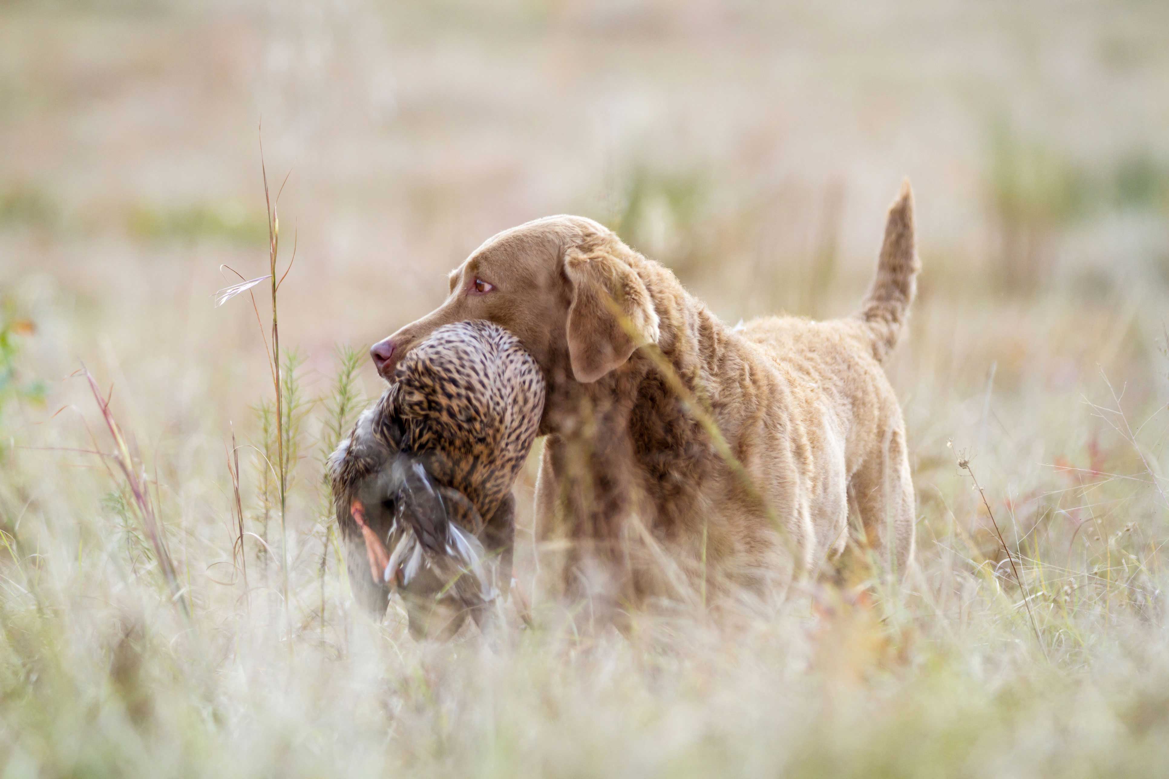 The Chesapeake Bay Retriever Story