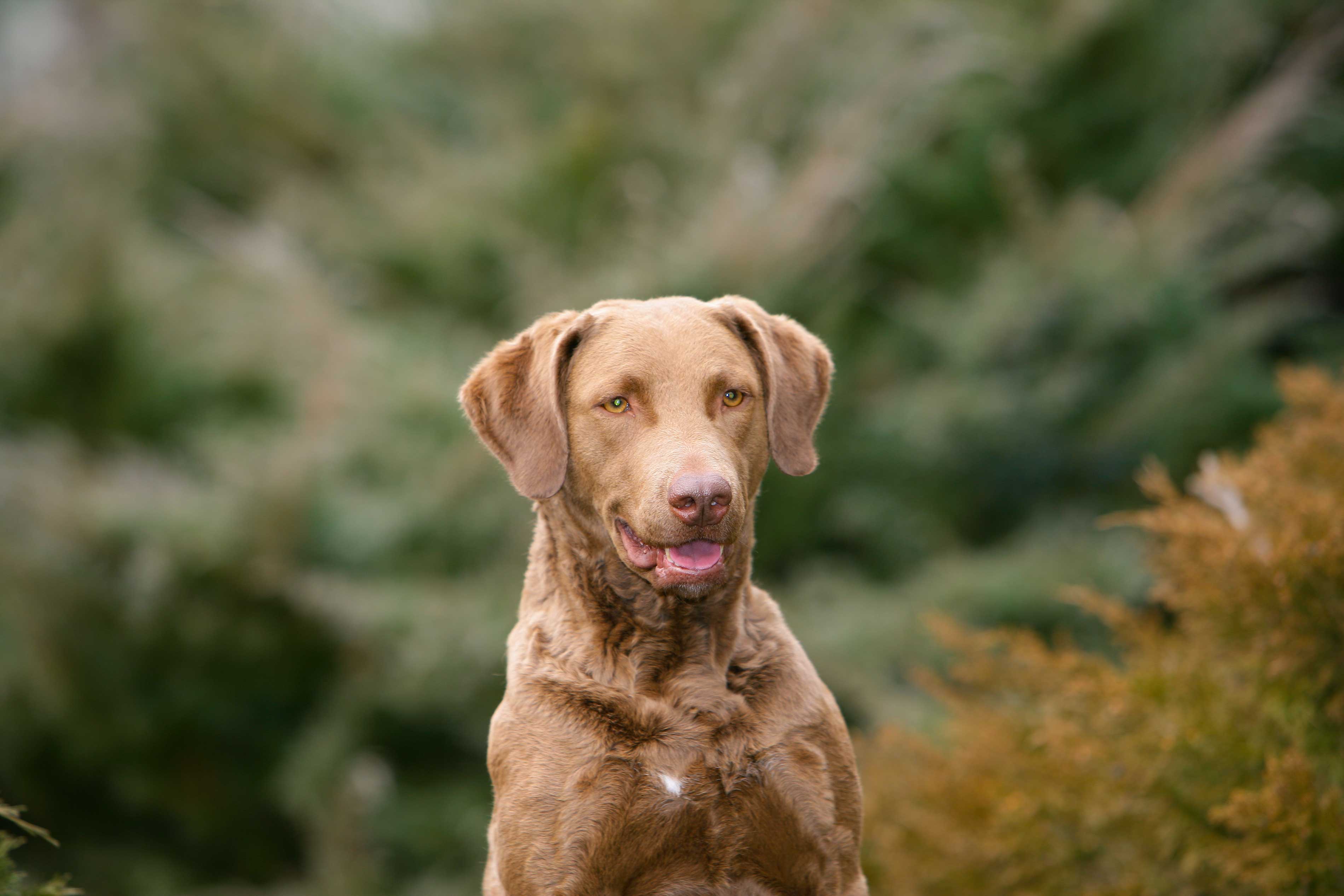 The Chesapeake Bay Retriever Story